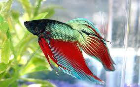 My pet market is a pet supply store offering high quality, holistic and natural pet food and pet accessories. Fish Archives Pet Articles Paulmac S Pets Pet Store Pet Food Treats And Supplies