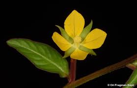Image result for Ludwigia octovalvis