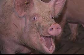 Risultati immagini per porco