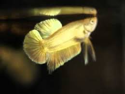 | siamese fighting fish by. Gold Betta By Wat Betta Thailand Youtube