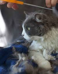 Lion cuts are sometimes performed for practical reasons, particularly when a cat's fur has become too matted to brush or comb out and has to be cut right down to the hair line to remove the knots and tangles. Useful Anti Matting Cat Hair Cuts Petcarerx