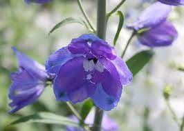 Annual Delphinium Flower Quotes Best Flower Wallpaper