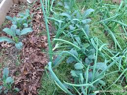 Use grass clippings to make compost. Mulching In The Permaculture Garden Tenth Acre Farm