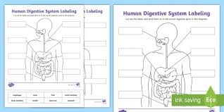 The central nervous system {science} homeschool lesson plan #centralnervoussystem #homeschool #nervoussystem #freehomeschoollessonplans. Blank Labeled Digestive System Diagram Human Body Science