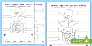 Unlabelled diagram of a human cell … 01.10.1988 · original article enrichment of unlabeled human langerhans cells from epidermal cell suspensions by discontinuous density gradient centrifugation marcel b.m. Blank Digestive System Diagram Labeling Activity