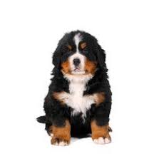 Bernese Mountain Dog Puppy Black And White Puppy Bouvier Bernese Mountain Dog On White Background Bernese Mountain Dog Puppy Bernese Mountain Dog Dogs