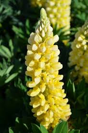 Image result for Lupinus