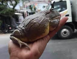 These frogs are also known as ornate horned frogs, or south american horned frogs. Pacman Frog Vs Pixie Frog Similarities And Differences