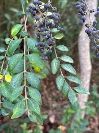 Image result for Ligustrum sinense