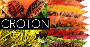 Maybe you would like to learn more about one of these? Croton Plant Care Growing Pest Propagation Codiaeum Plants