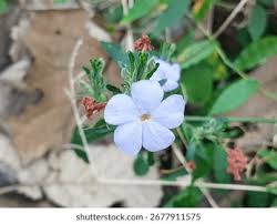 Image result for Striga junodii