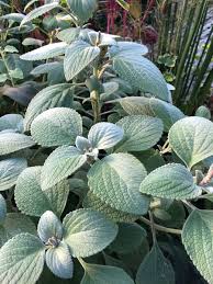 Image result for Plectranthus elegans
