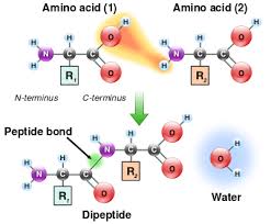 Chapter 2 Chemistry Of Cell Proteins Peptide Bond Biochemistry Amino Acids