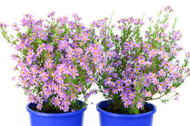 Image result for Felicia grantii