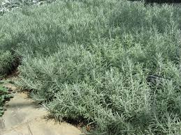 Image result for Helichrysum dichroolepis