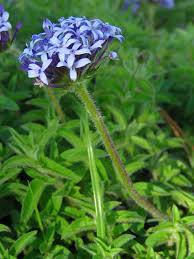 Image result for Pentanisia