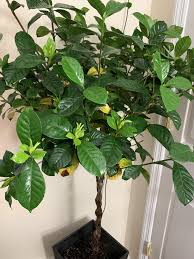 I Have A Gardenia Tree That Is Turning Yellow Does Anyone Know Why This Is Happening And How To Fix It Gardening Garde Gardenia Trees Gardenia Plant Leaves