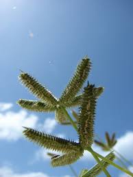 Image result for Dactyloctenium aegyptium