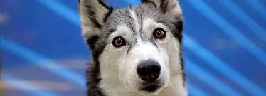 Raleigh tzu dogs siberian husky dogs silky terrier dogs skye terrier dogs soft coated wheaten terrier dogs spinone italiano dogs staffordshire bull terrier dogs standard. Husky Puppies And Husky Dogs Information Rspca