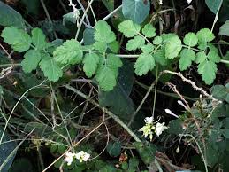 Image result for Cardiospermum corindum