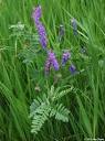 Vicia cracca (Tufted Vetch): Minnesota Wildflowers