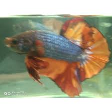 Ikan cupang nemo yaitu ikan cupang yang memiliki warna dasar merah atau kuning cupang cooper marble. Ikan Cupang Nemo Cooper Line Giant Shopee Indonesia