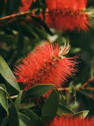 Image result for Andropogon eucomus