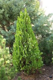 Image result for Platycladus orientalis