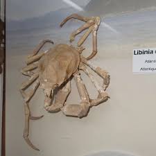 Image result for Embelia libeniana