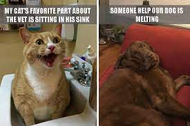 17 Ridiculous Pet Memes That Will Rinse Your Cruddy Heart Clean Cuteness Sausagedogcentral #petfancy #dogs #petstagram #instadog #petsagram #doglover #dogs_of_instagram #instagramdogs #pup #dogoftheday #ilovemydog #instapuppy. 17 ridiculous pet memes that will rinse