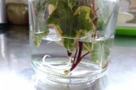 アイビー ヘデラ の増やし方 挿し木や水挿しの時期と方法は Horti ホルティ By Greensnap