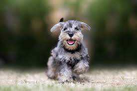 We believe in breeding quality teacup, toy, and miniature schnauzers. Best Quality Schnauzer Puppies For Sale In Singapore January 2021