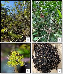 Image result for Zanthoxylum sp. A