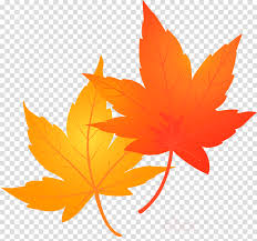 Below, i have provided two easy to download zip files containing high quality 300 dpi png images with transparent backgrounds. Maple Leaves Autumn Leaves Fall Leaves Clipart Leaf Maple Leaf Tree Transparent Clip Art