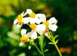 Find more spanish words at wordhippo.com! Back To Our Roots Flair Jamaica Gleaner