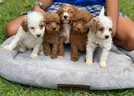 Cavapoo Puppies For Sale Cavapoo Puppy For Sale Near Me Cavapoo