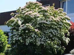 As part of the jersey star series of dogwoods. Chinesischer Blumen Hartriegel Cornus Kousa Var Chinensis Baumschule Horstmann