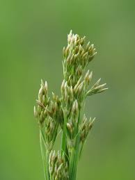 Image result for Fimbristylis complanata