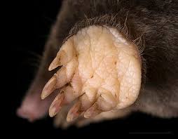 Moles and shrews belong to the order insectivora and as the name suggests feed primarily on insects and invertebrates. Mole Animal Wikiwand