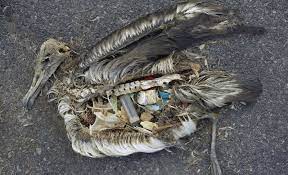 Make sure you properly store or use animal waste so it doesn't flow into rivers, lakes or streams by having necessary storm water runoff controls, such as berms, that divert rain water and snow melt from the. More Than Just Trash How Chemicals From Plastic Pollution Harm Us One Green Planet