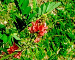 Image result for Indigofera astragalina