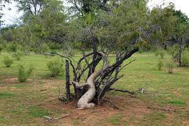 Image result for Fockea multiflora