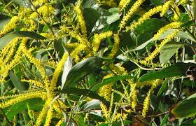 نتیجه جستجوی لغت [acacia] در گوگل