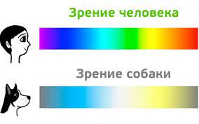 kakie cveta vidyat sobaki i koshki pets2 me yandeks dzen