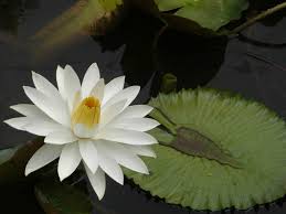Image result for Nymphaea lotus