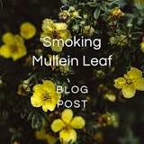 Smoking Mullein Leaf — Zhi Herbals