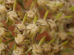 Image result for Tarenna pavettoides