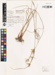 Image result for Cyperus tenuiculmis
