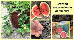 This usually happens around summer time.= Growing Watermelon In Containers From Seed To Harvest