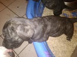 She will be very fluffy and perfectly. 1 500 Italian English Mastiff Puppies 9 Weeks Puppies For Sale Sacramento Ca Shoppok